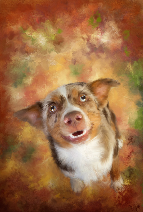 australian shepard portrait