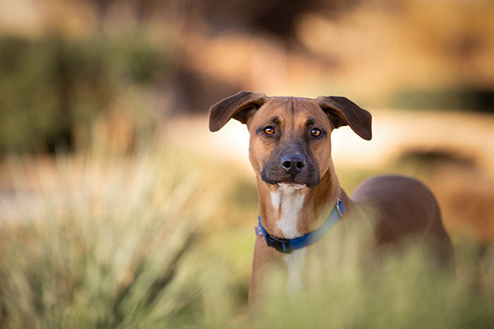 temecula winery dog photographer