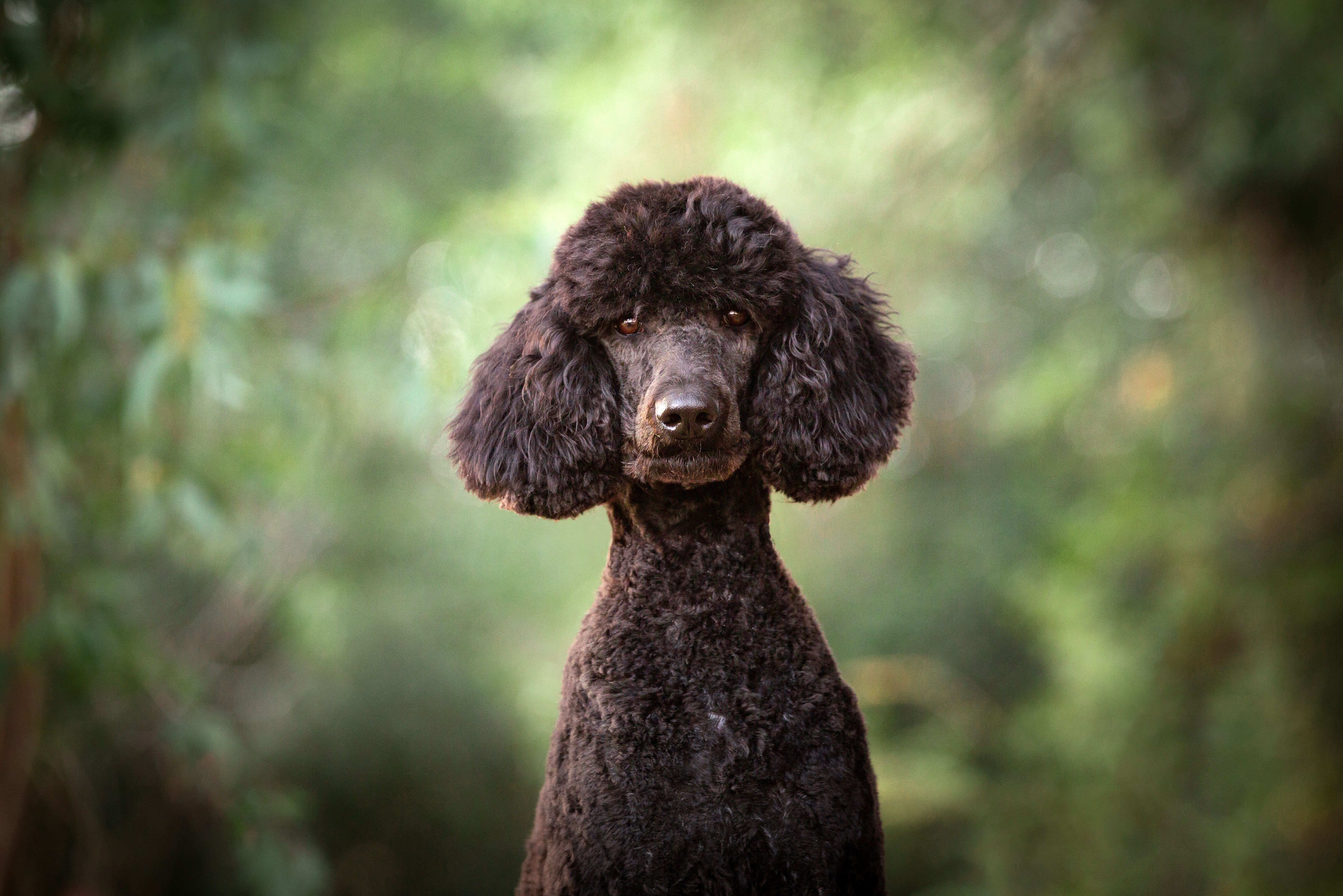 black poodle yucaipa