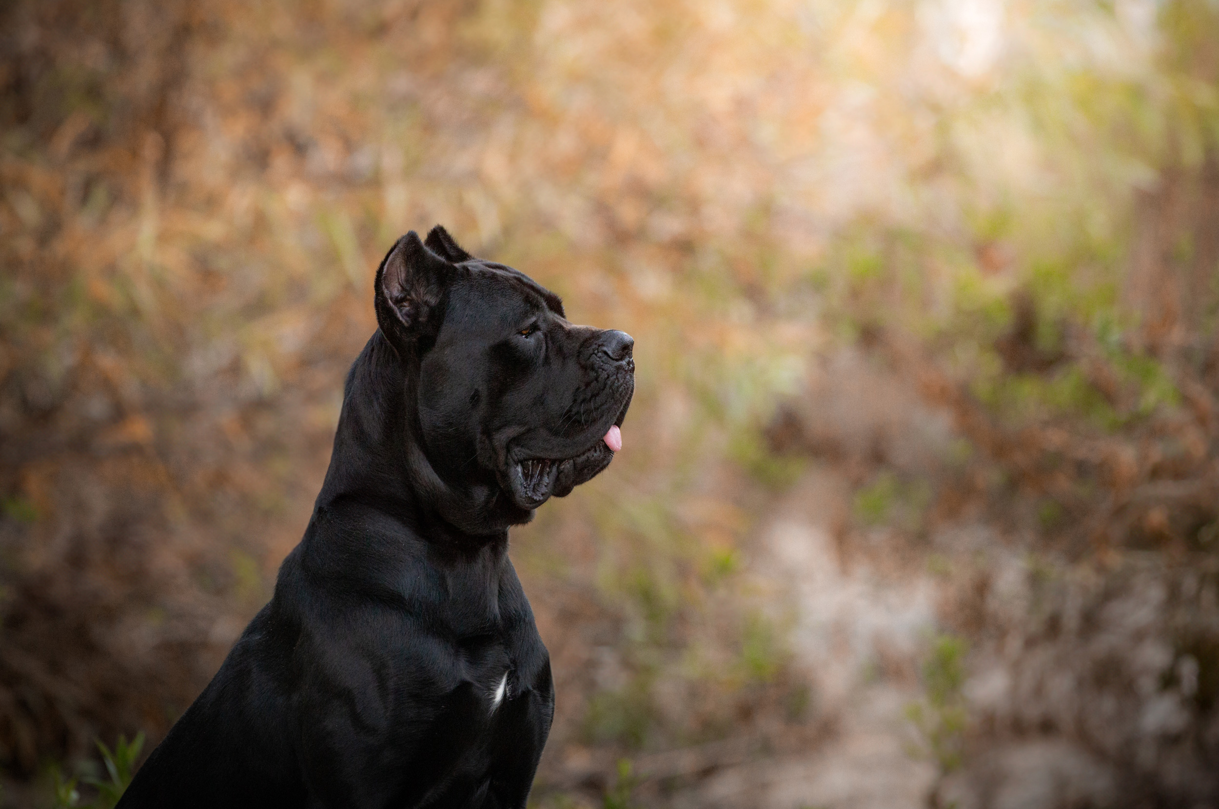 cane corso portrait