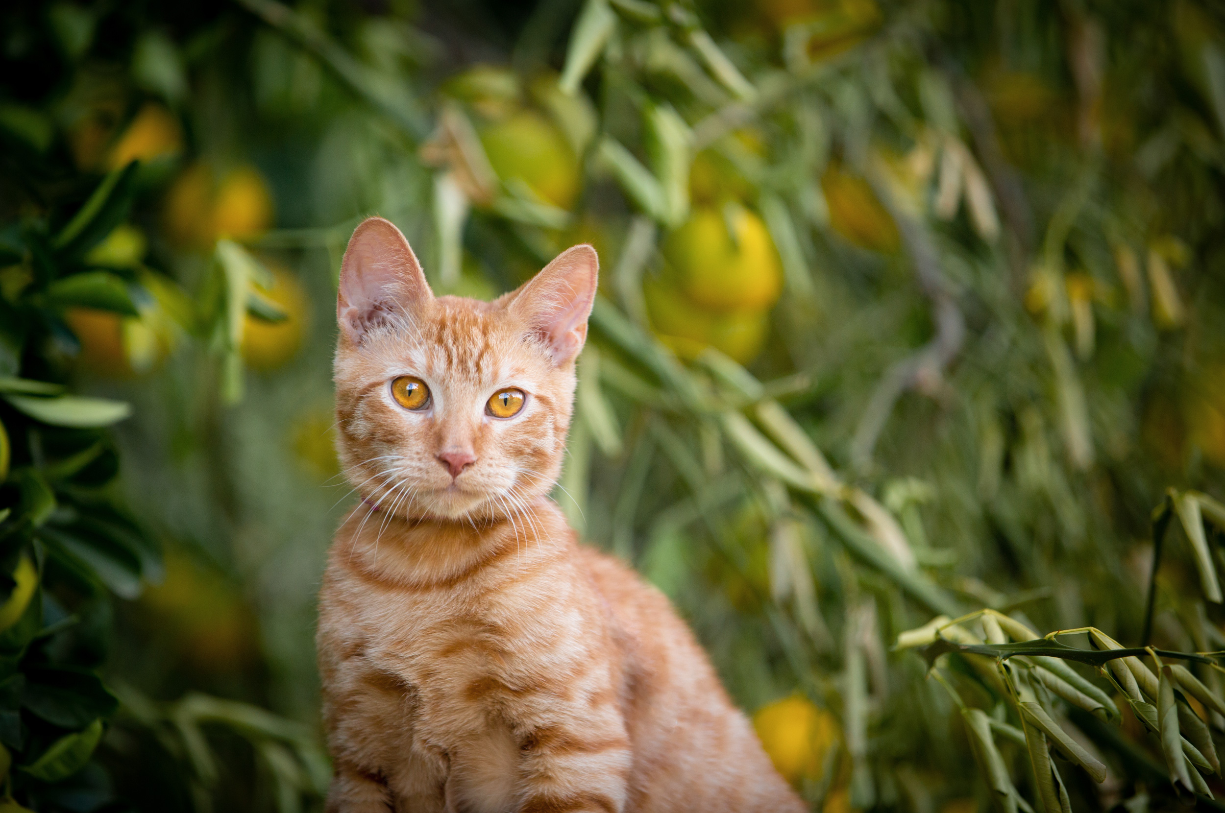 cat portrait riverside