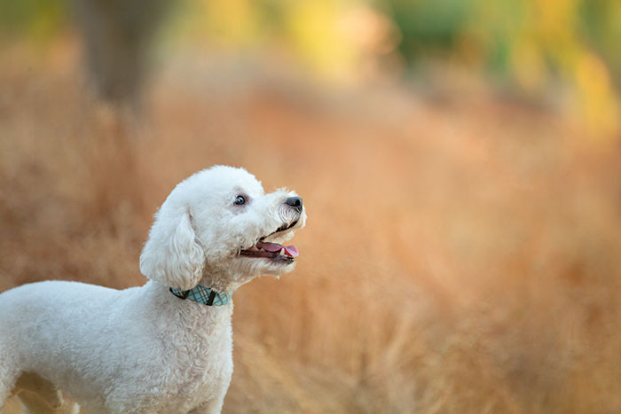 rescue dog photographer