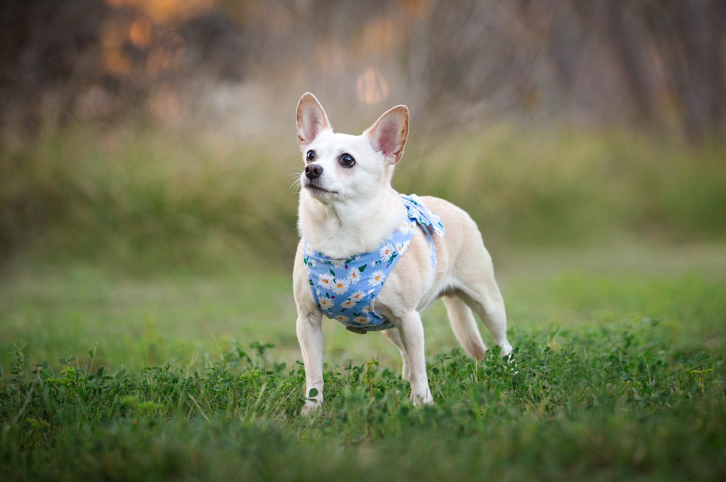 cchihuahua portrait temecula