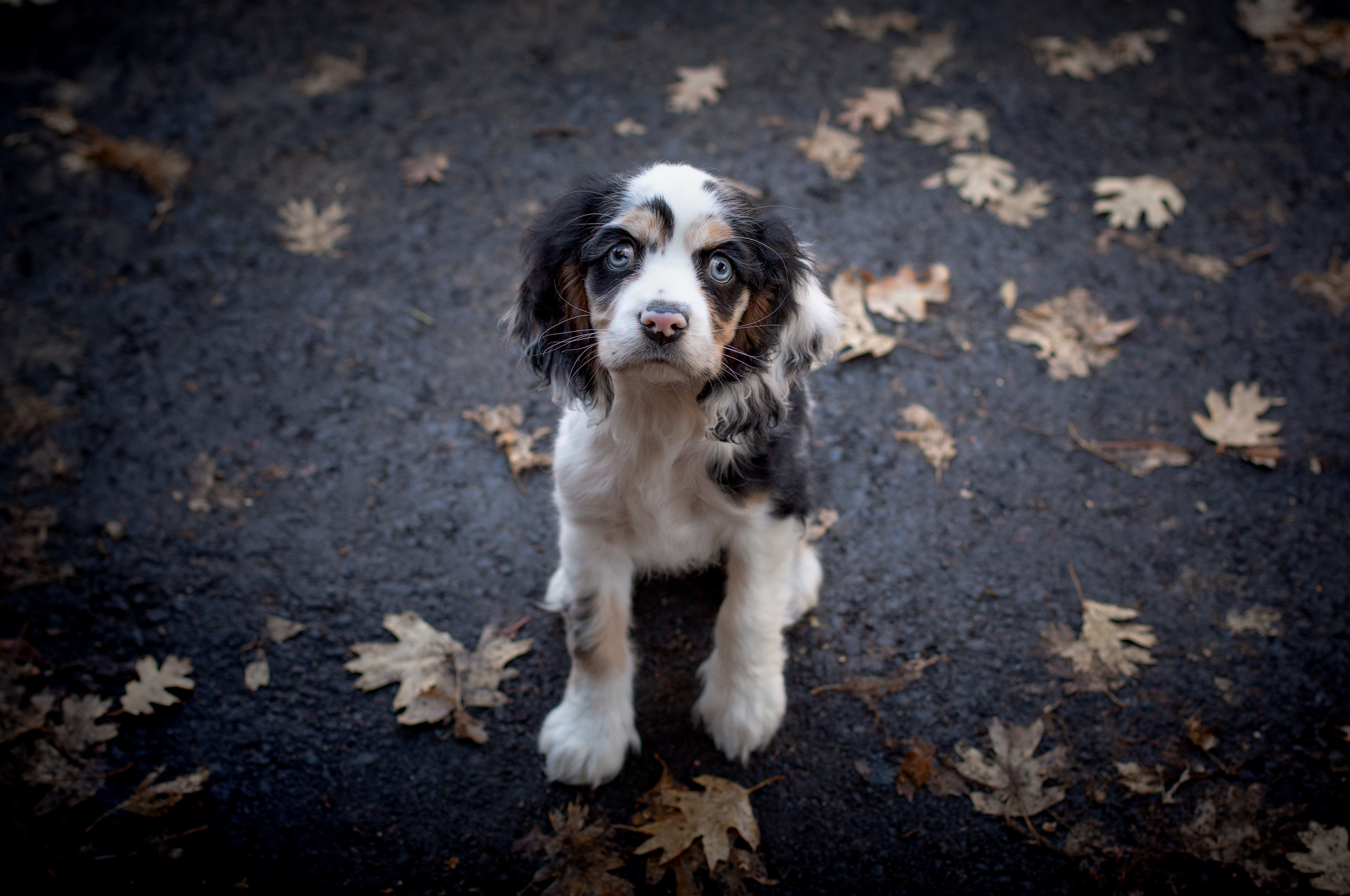 cocker spaniel photograph