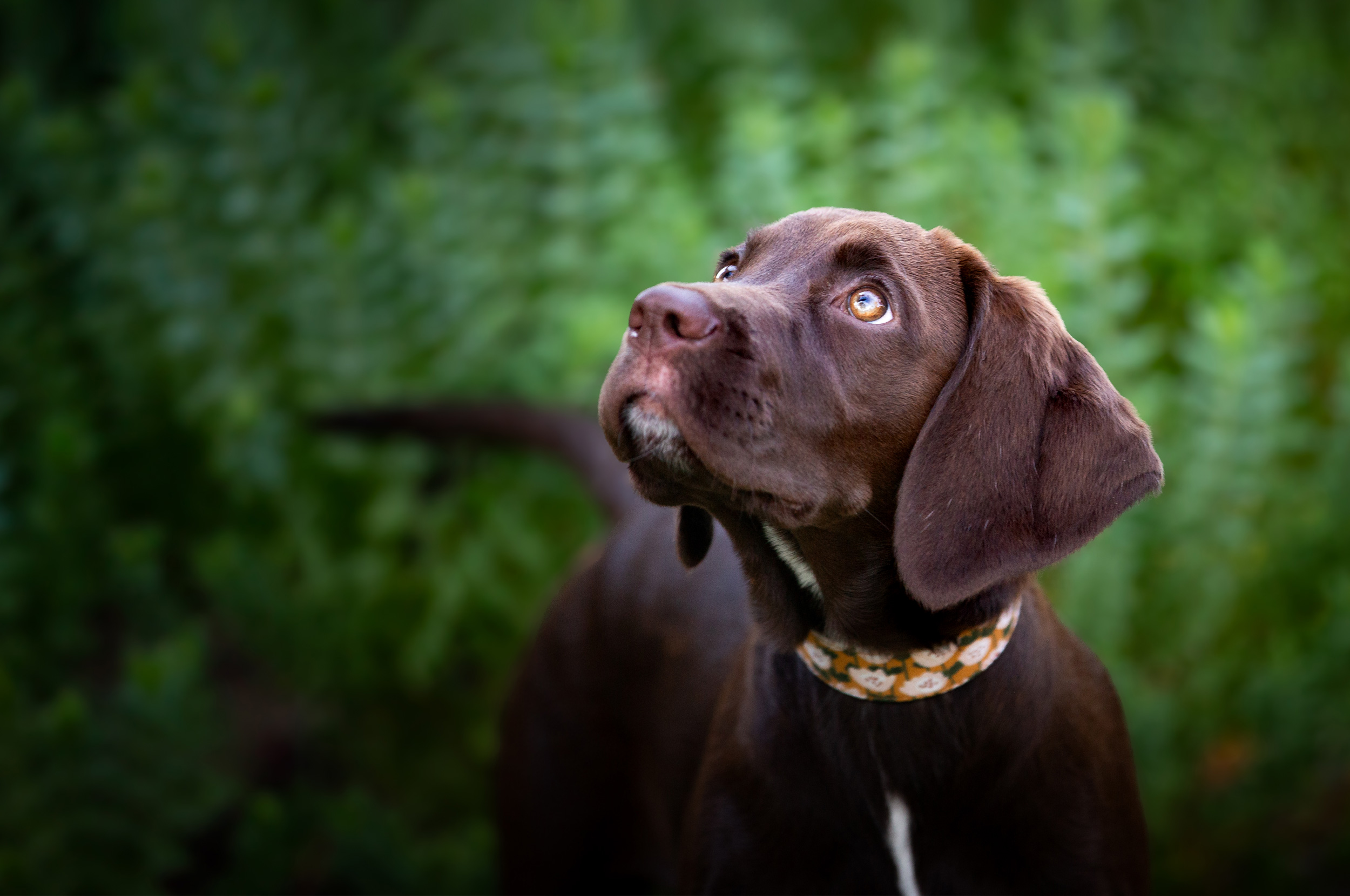 cute puppy portrait temecula