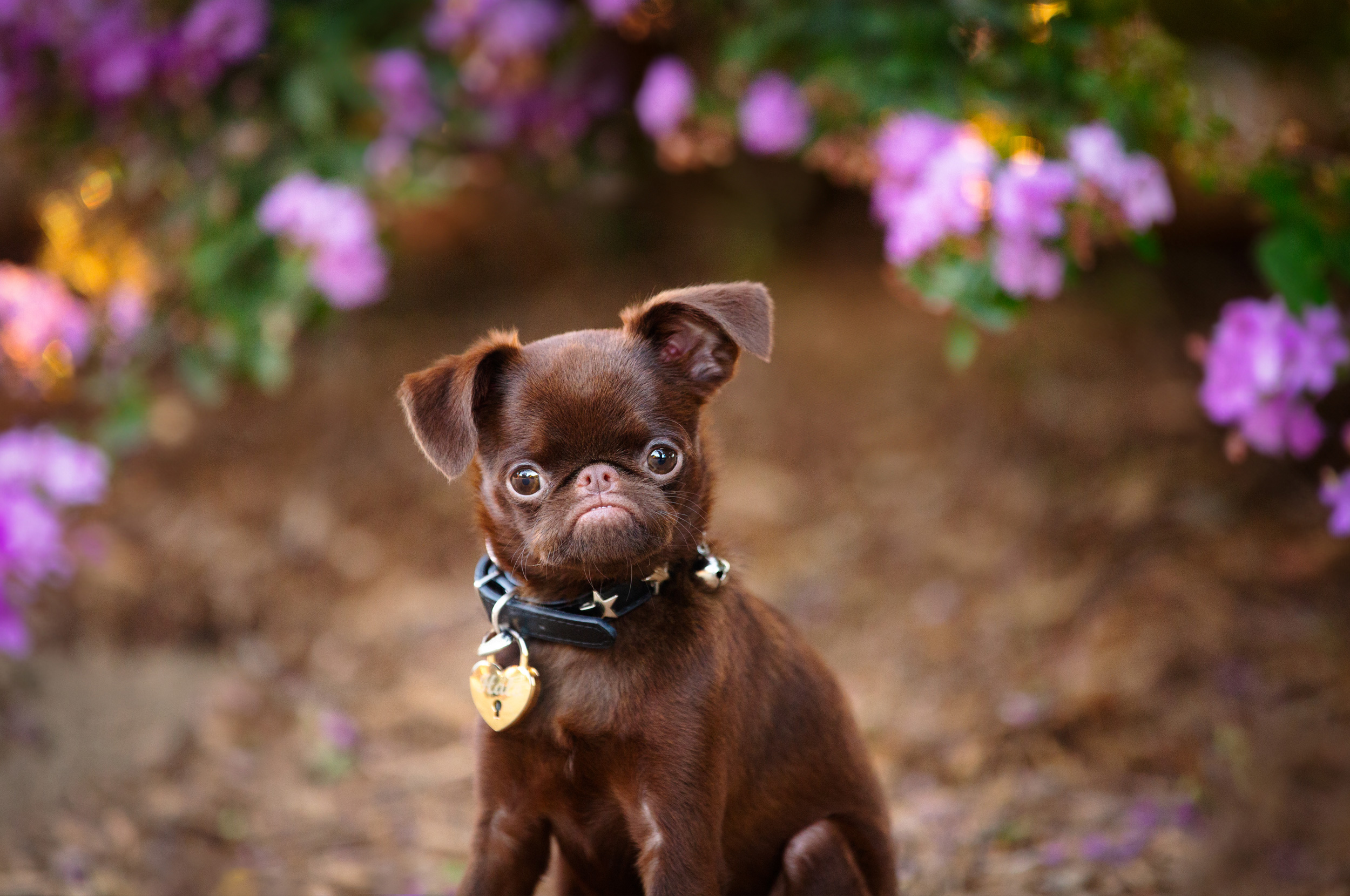 cute puppy portrait