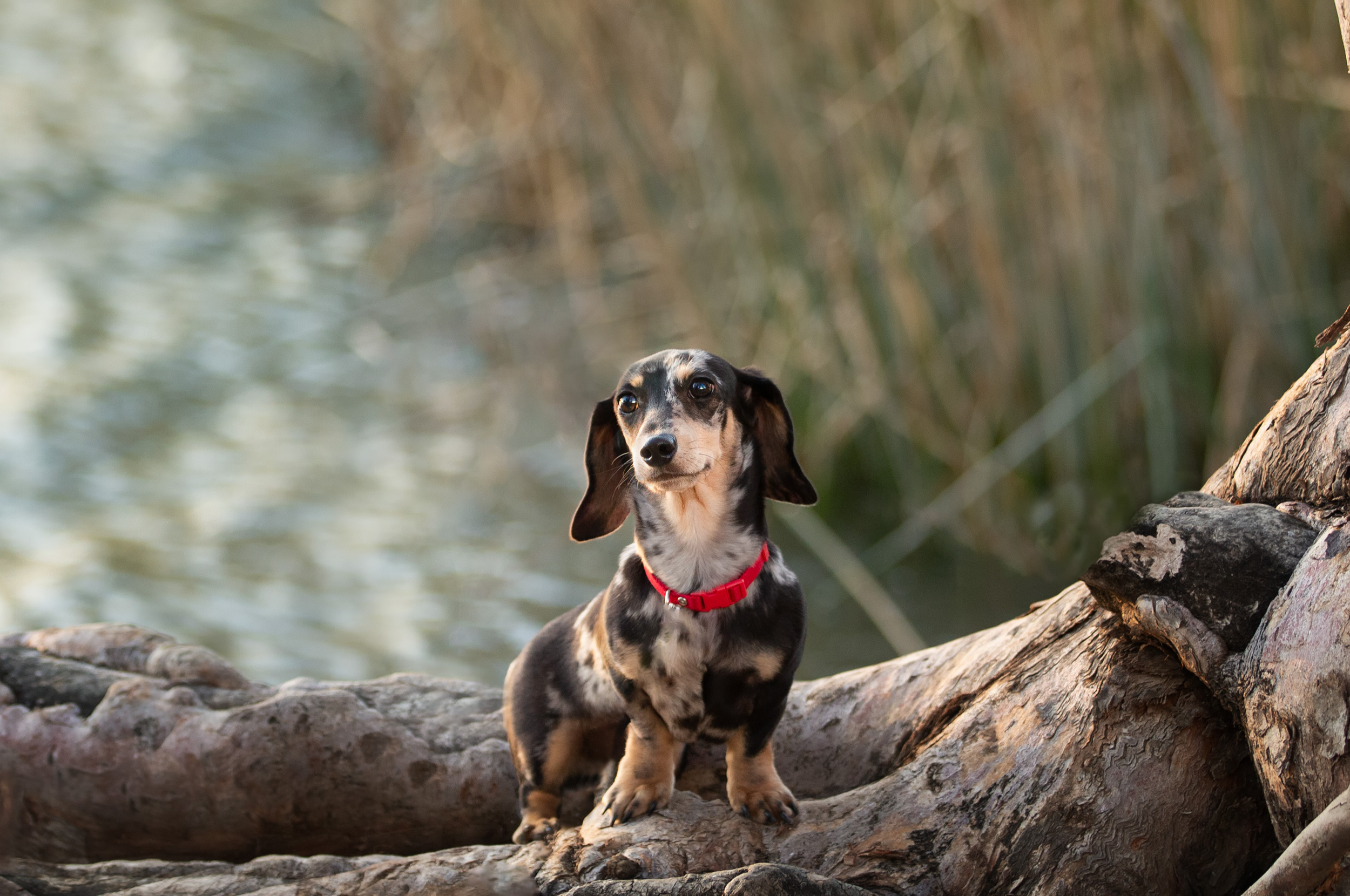 dachshund portrait temecula