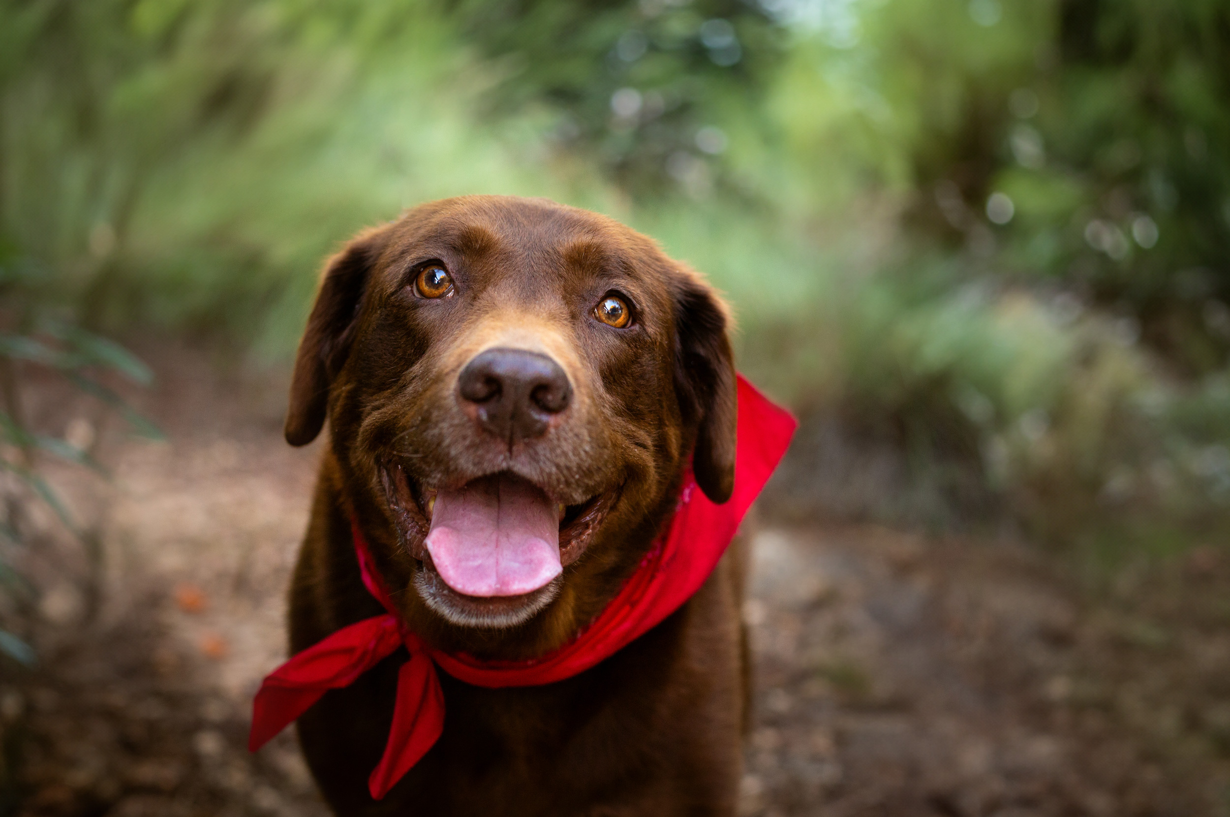 pet photograpy in riverside