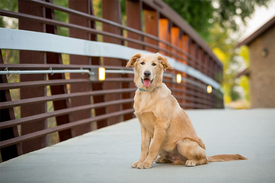 lab dog photography in temecula