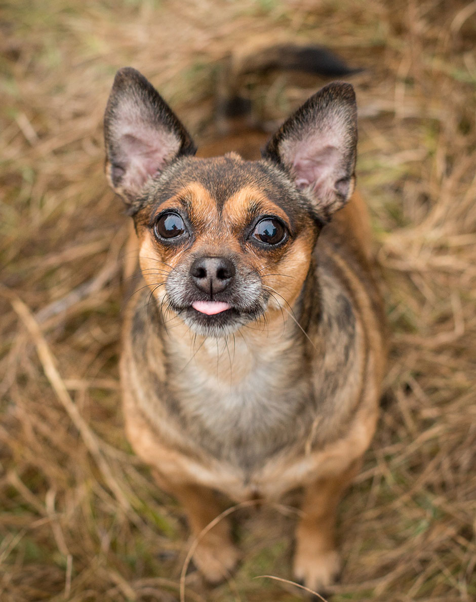 pet photography chihuahua