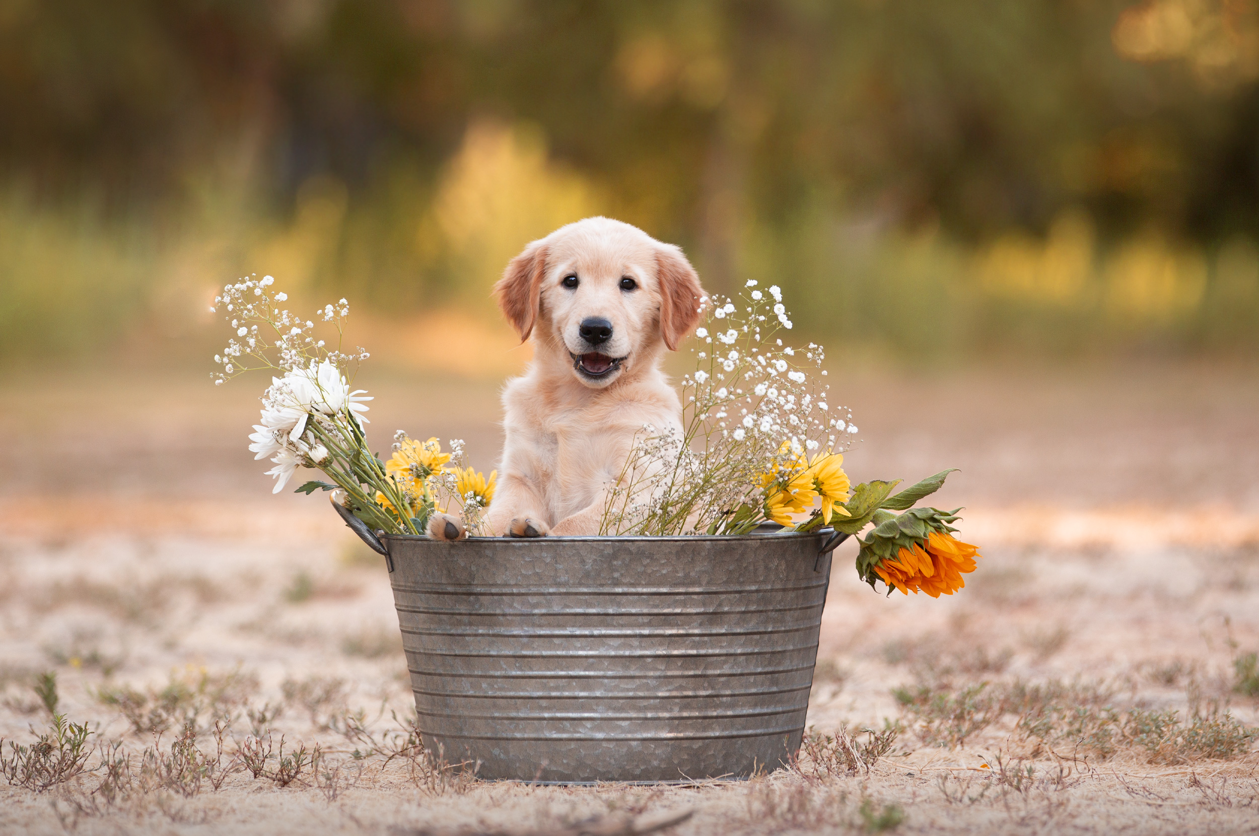 puppy photography