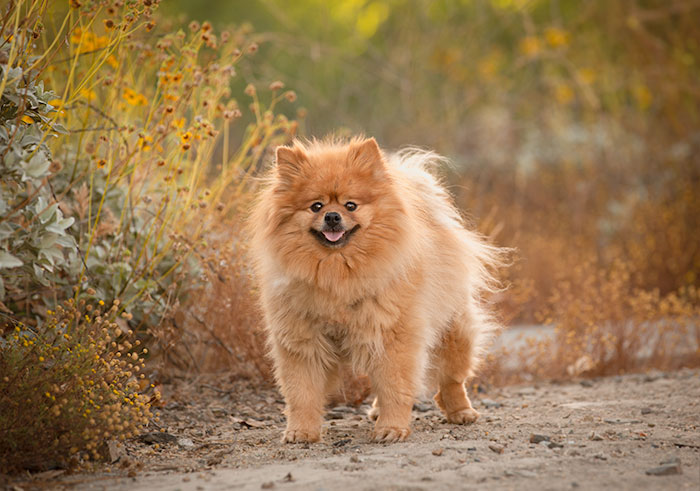 rescue dog photographer