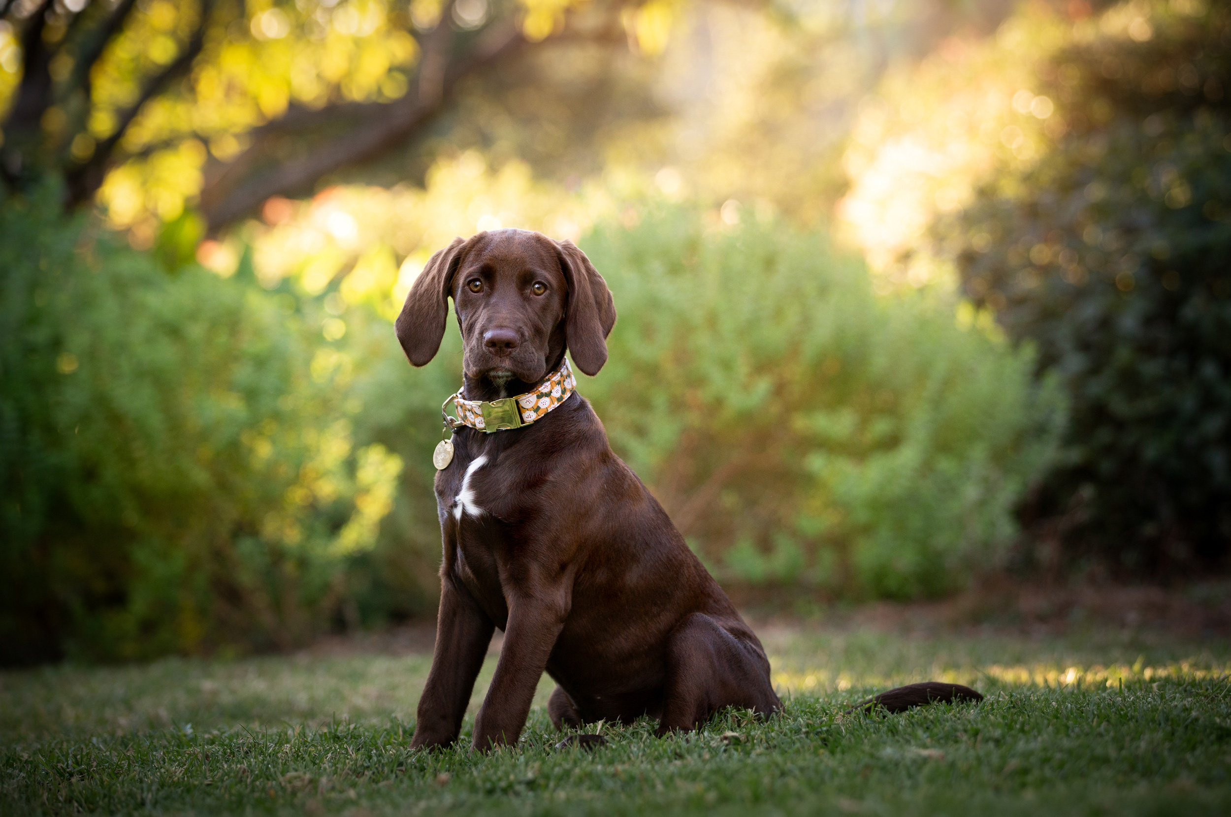 lab puppy portrait