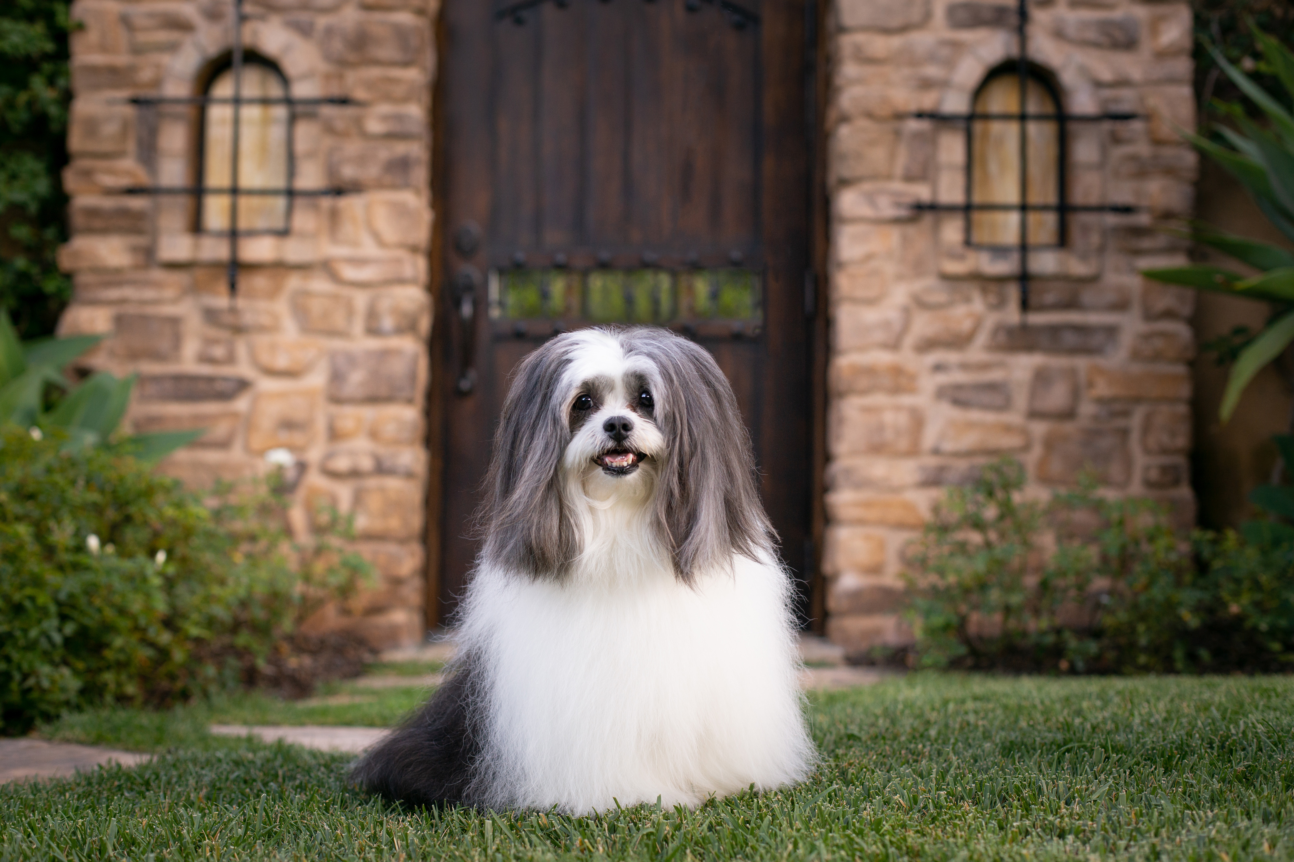 dog photography lhasa