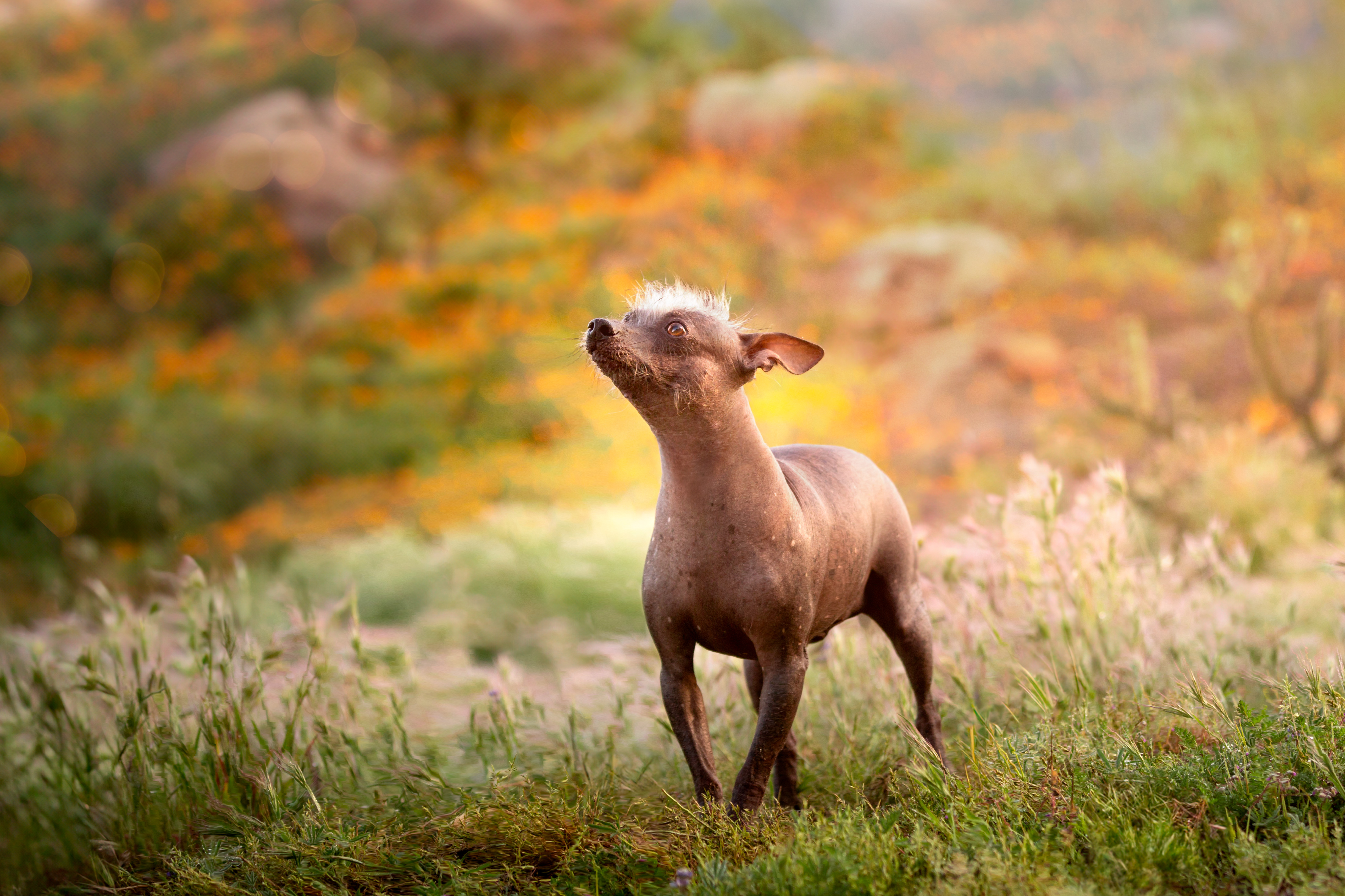 mexican hairless chinese crested dog photography