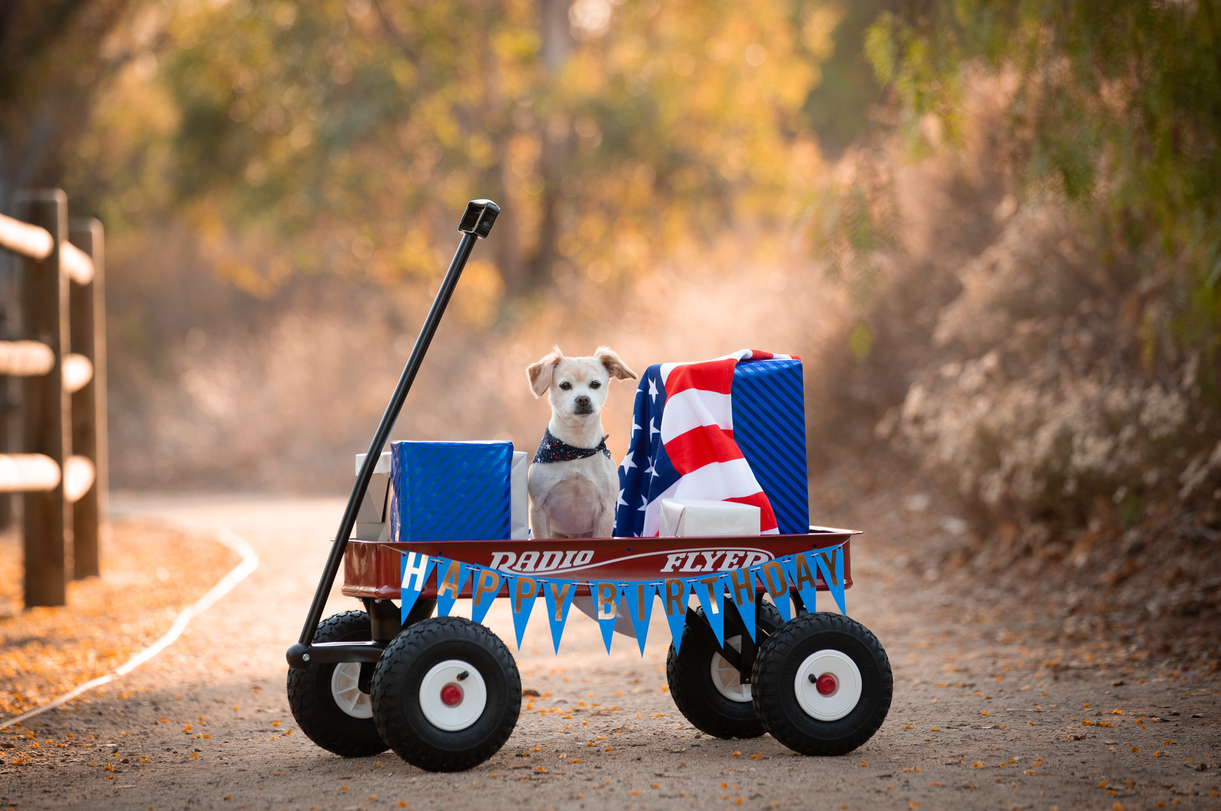 mixed breed portrait temecula