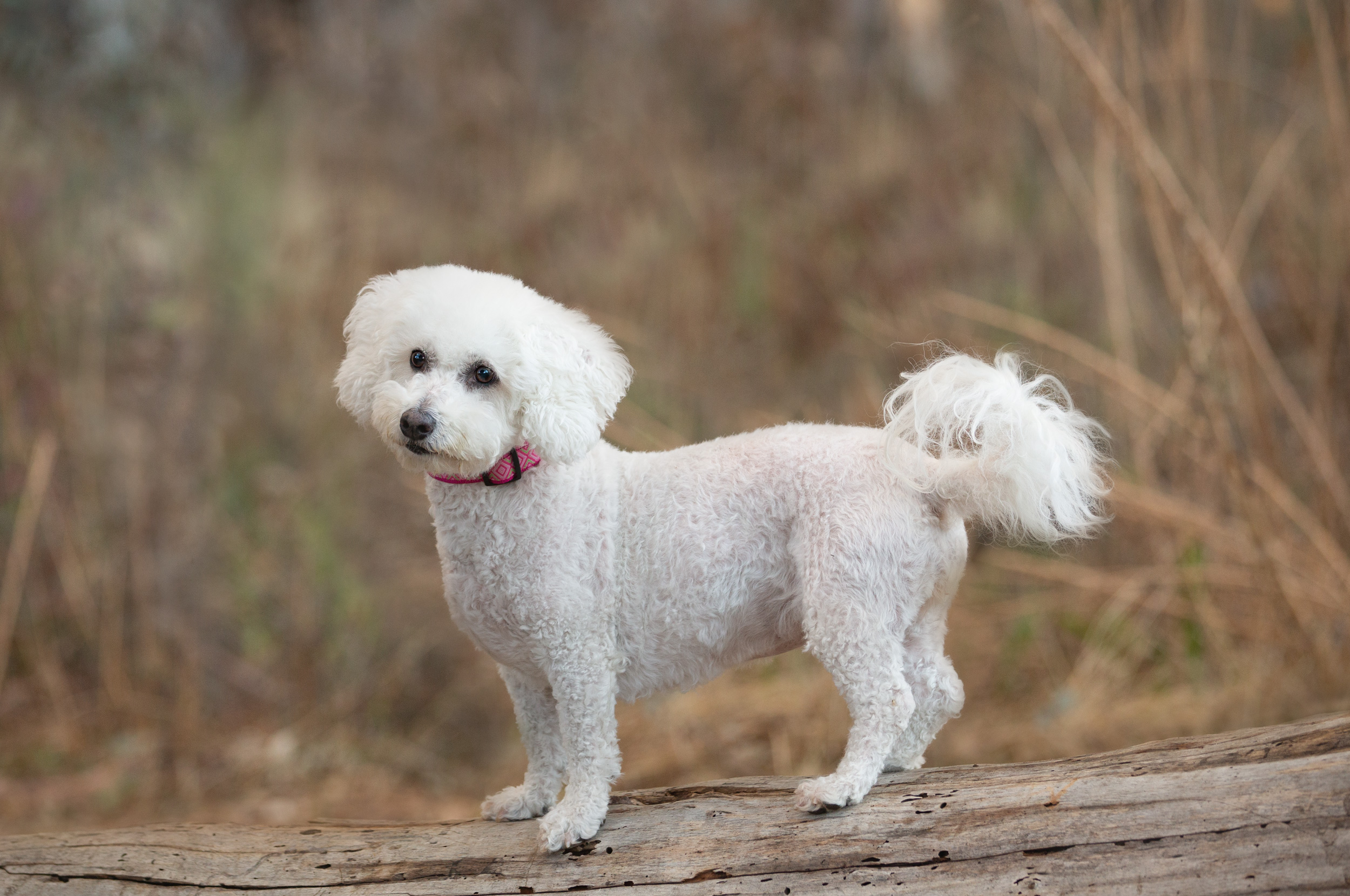 cocker spaniel photograph