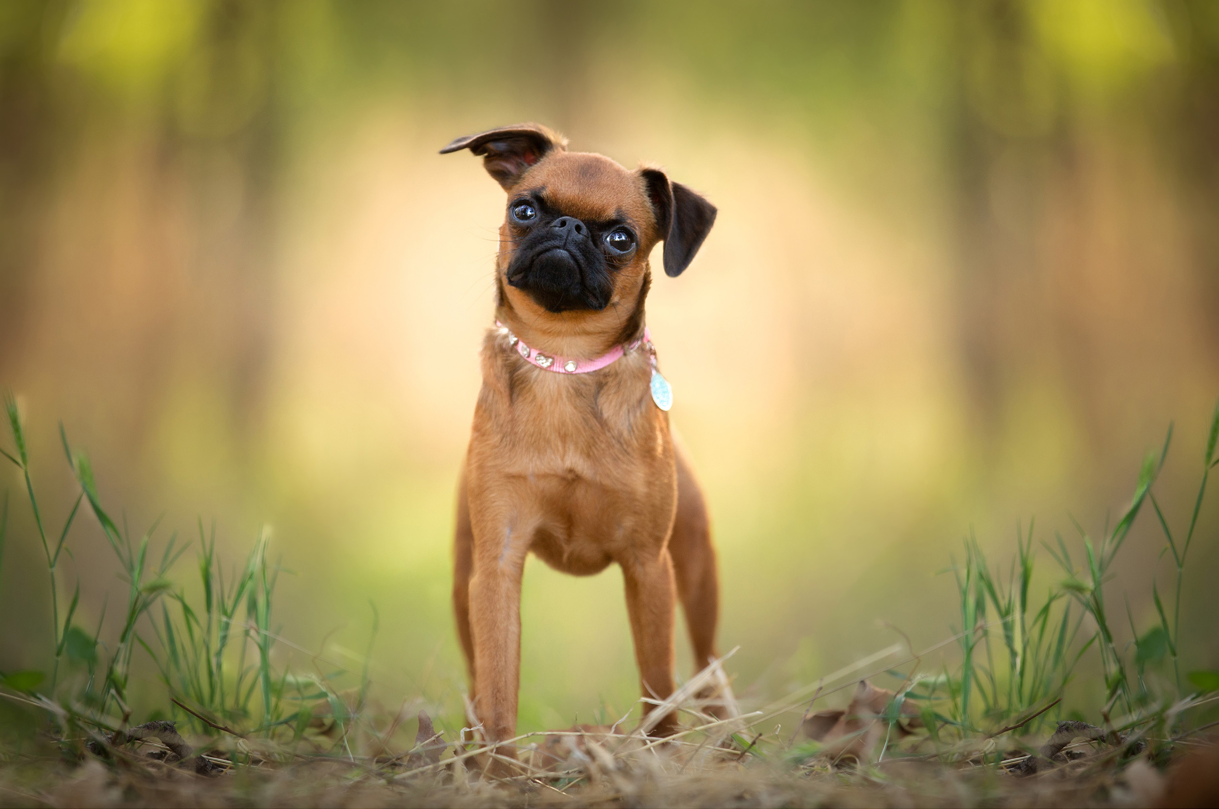 cocker spaniel photograph