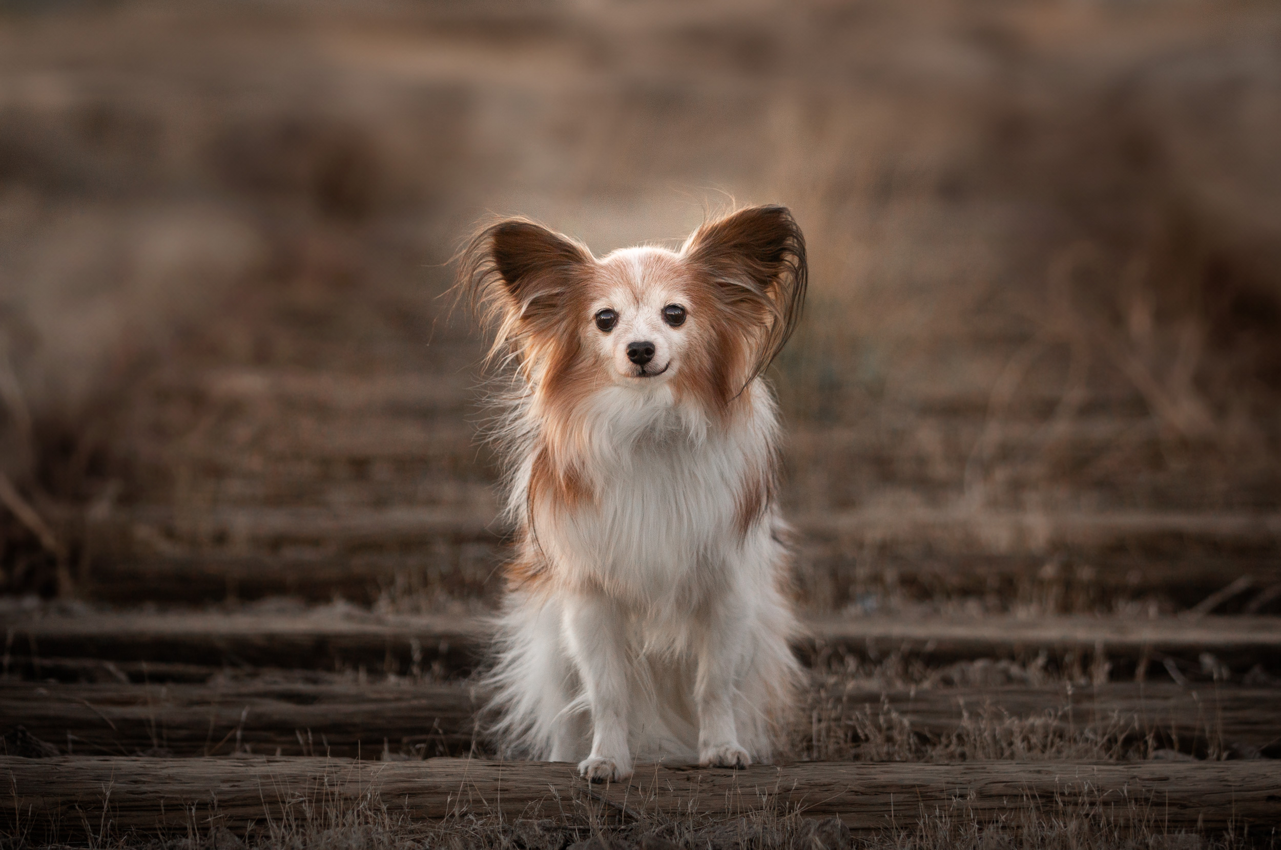 Papillon portrait menifee