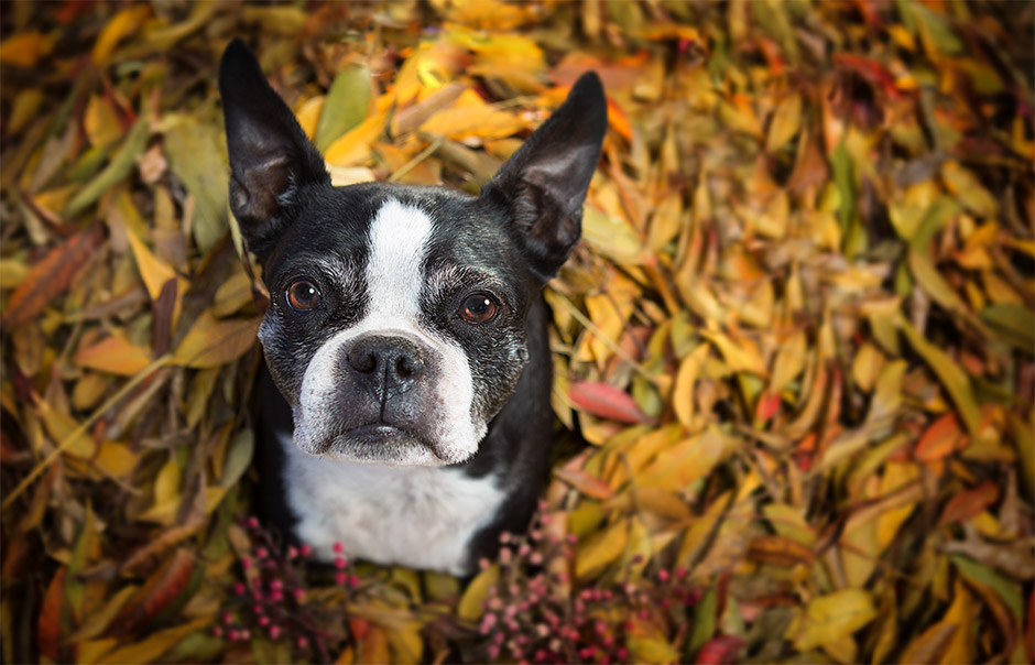 boston terrier pet photography in corona
