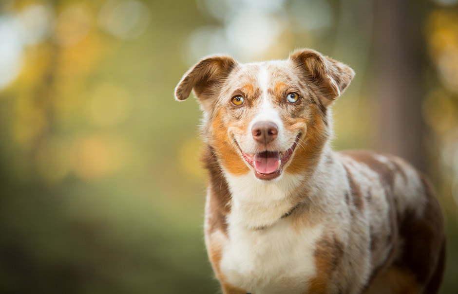 pet photography palm springs