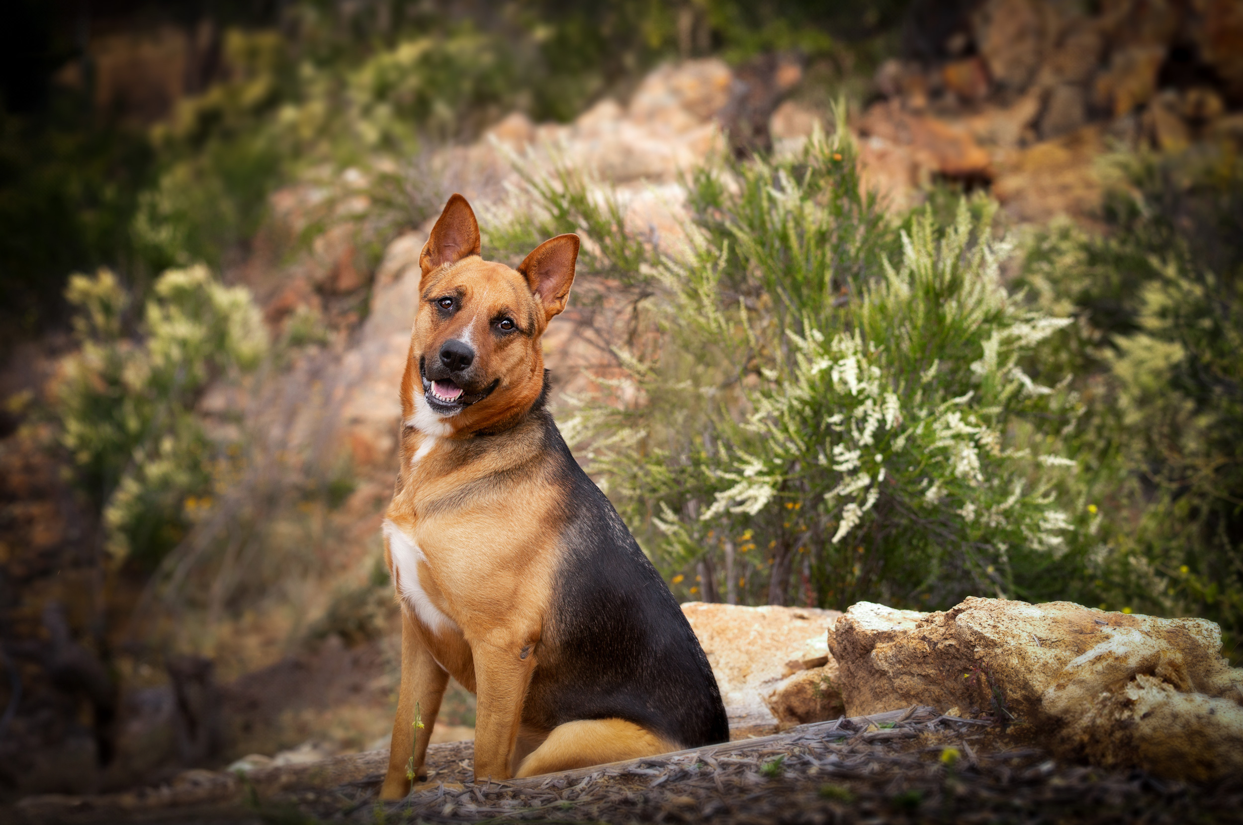 labroadoodle pet photography in san diego