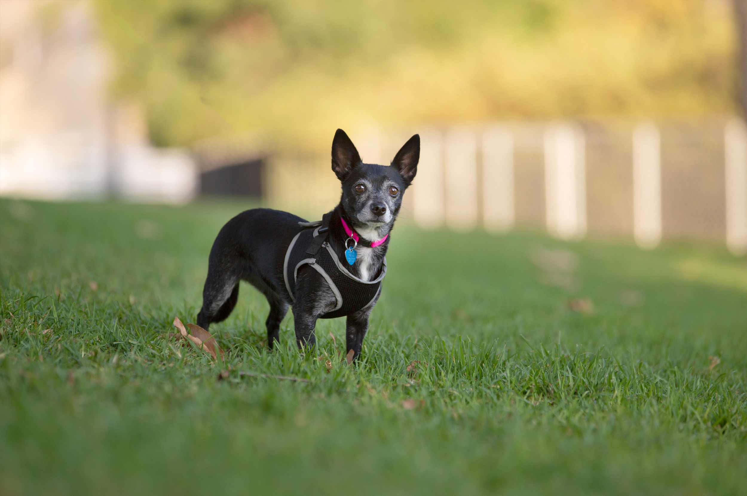 chihuahua photography