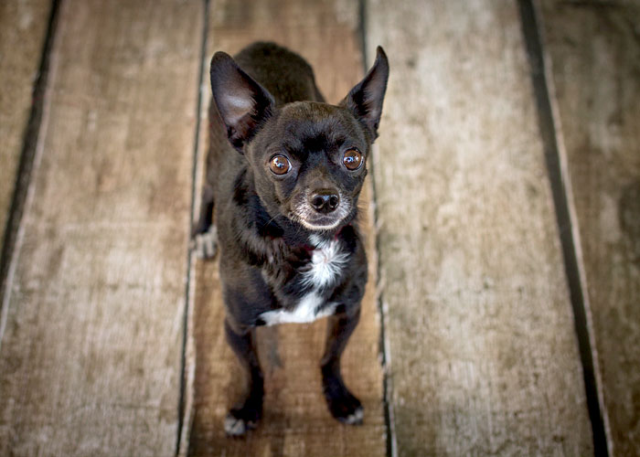 pet photography menifee chihuahua