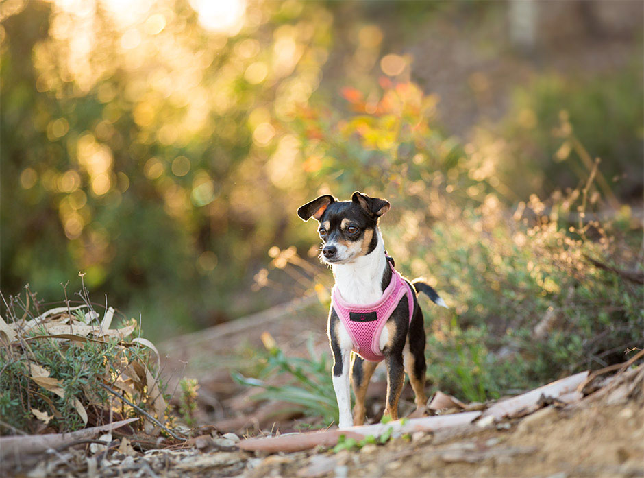 pet photograpy ontario ca