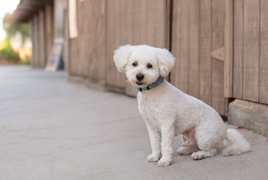 terrier pet photography in romoland perris