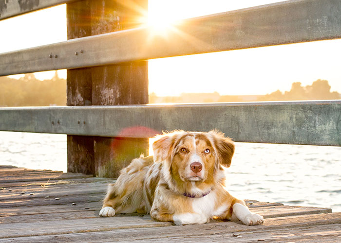 pet photography san dimas