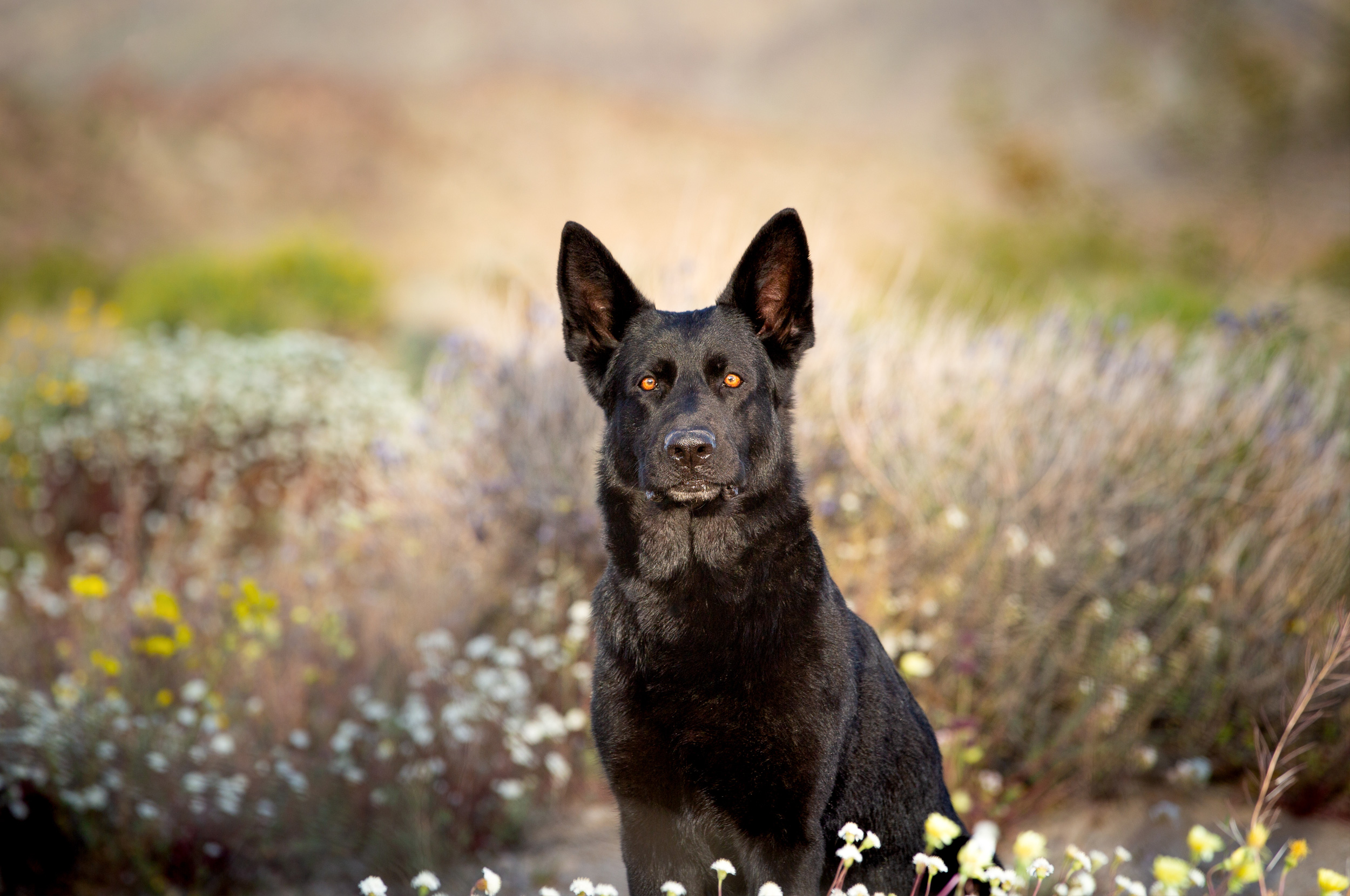 german shepard photography