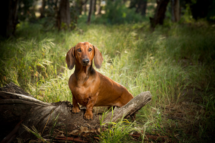 pet photography in temecula