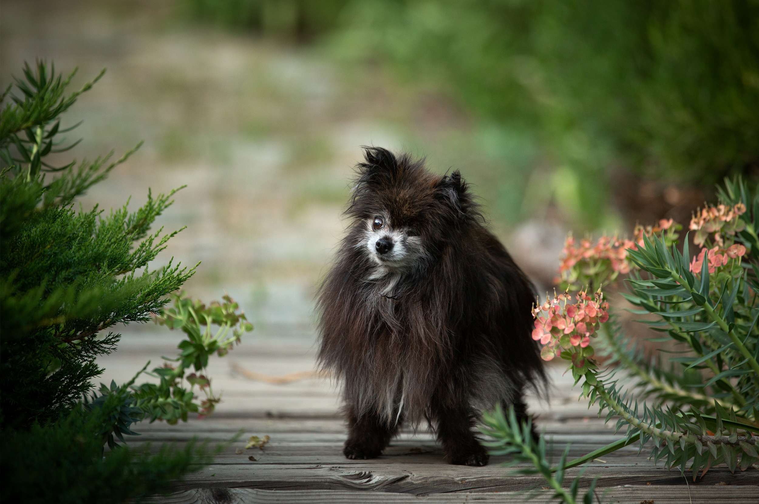 pomeranian portrait Lake Elsinore