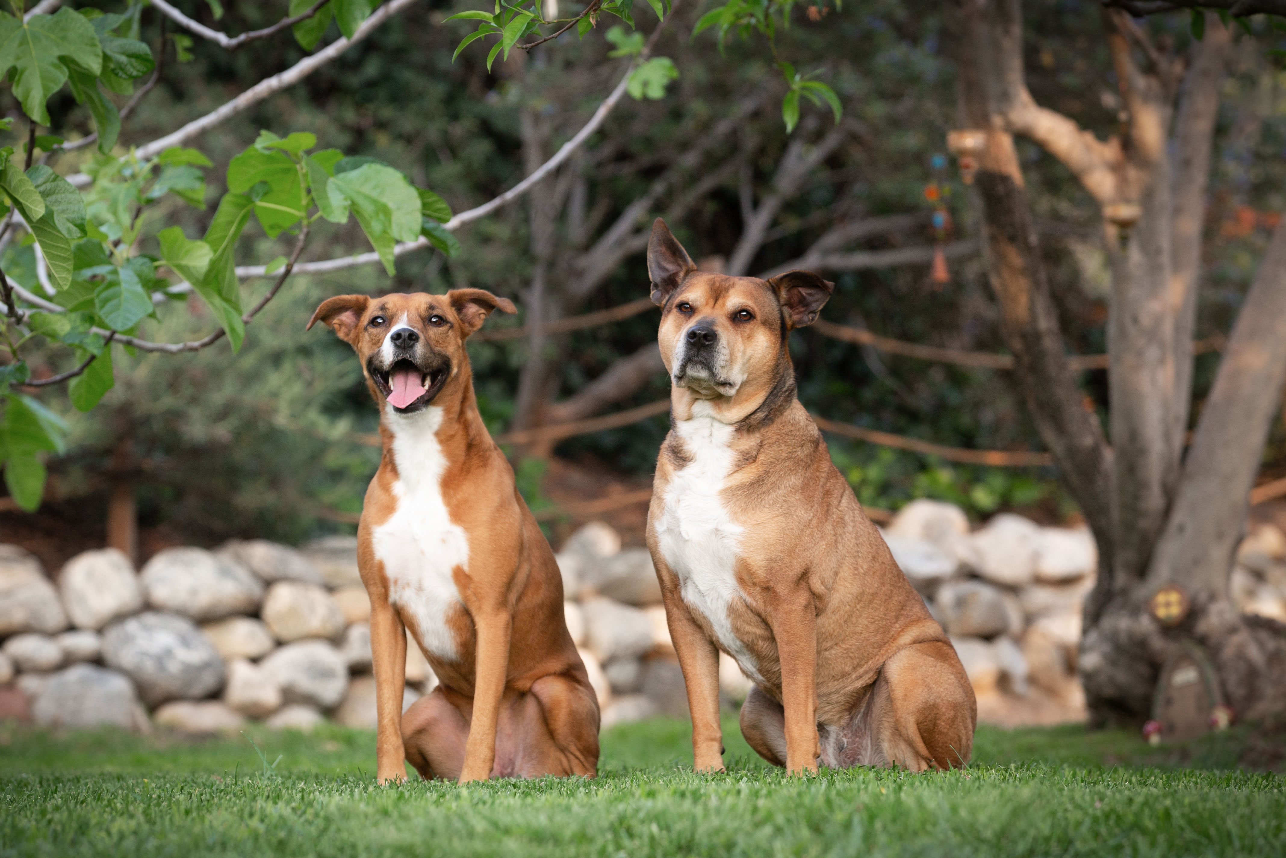 redlands rescue doggies