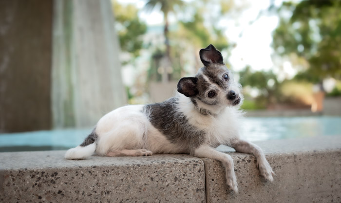  pet photography in temecula