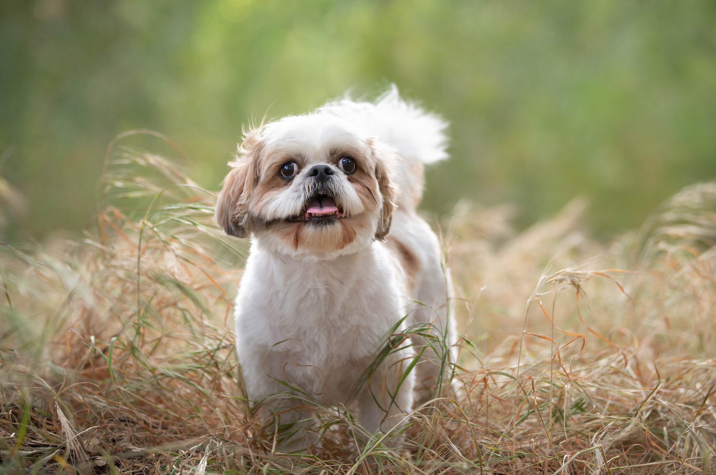 shih tzu portrait murrieta