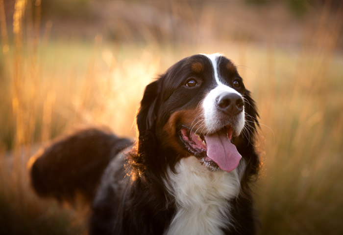 temecula dog photographer