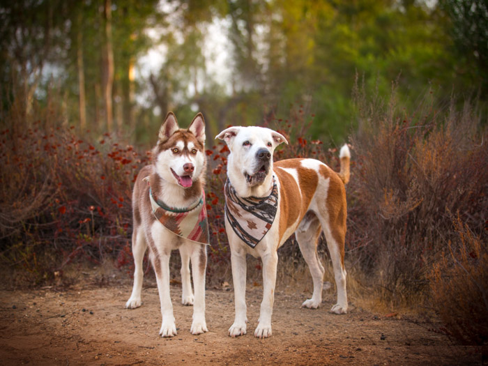 temecula dog photographer