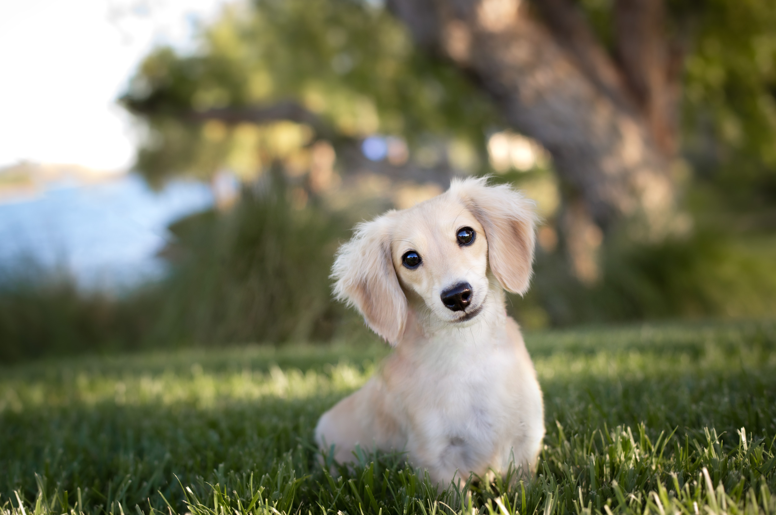 temecula winery dog photographer