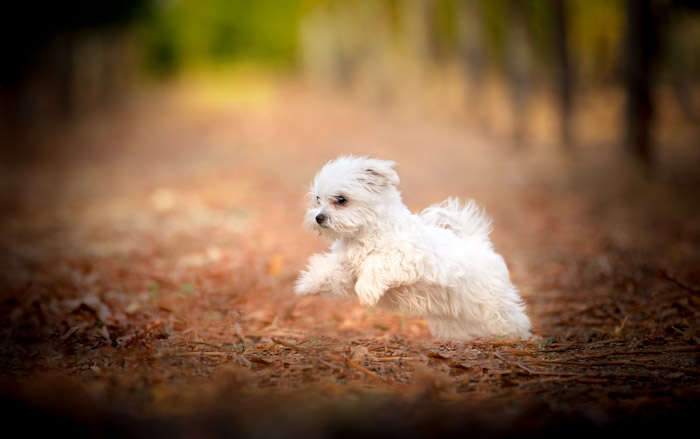 temecula winery dog photographer