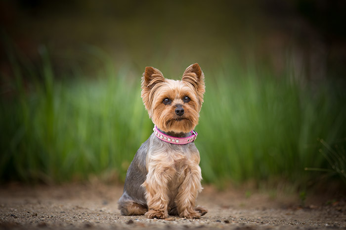 yorkie yorkshire portrait