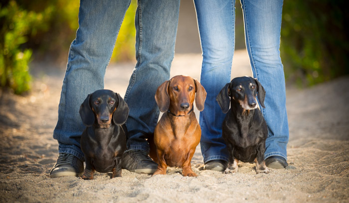 family with pet photography temecula