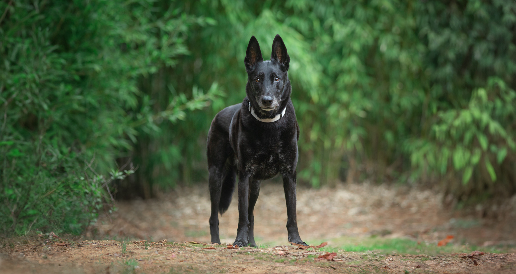 pet photography in corona ca