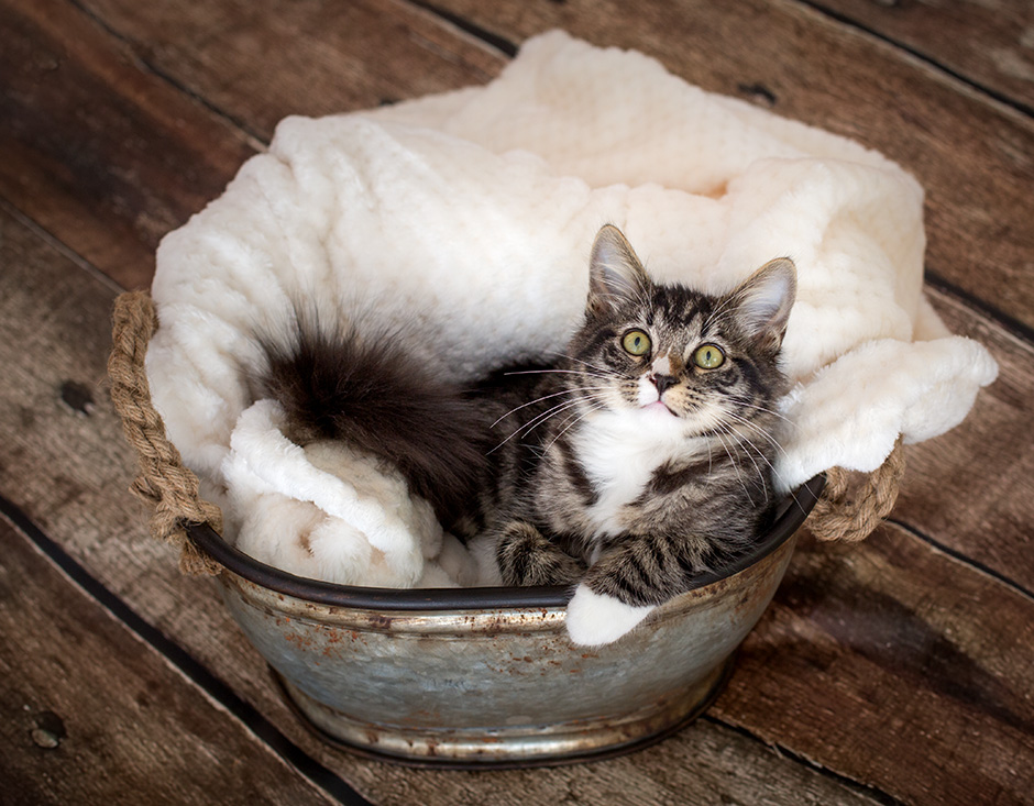 studio kitten photography