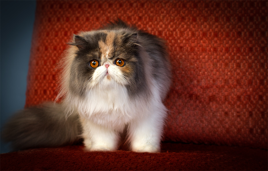 home studio cat portrait