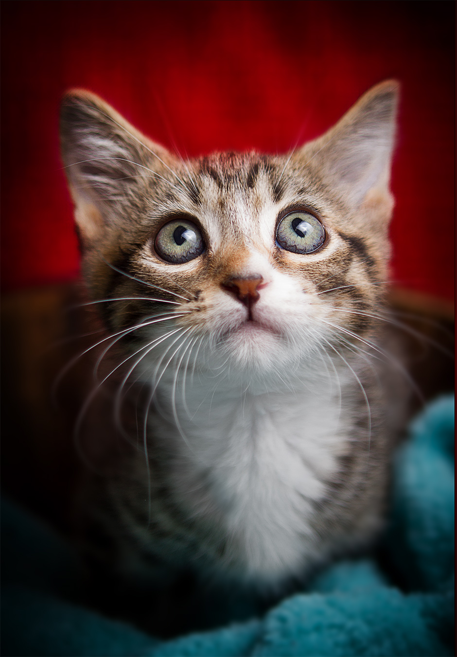 home studio kitten portrait