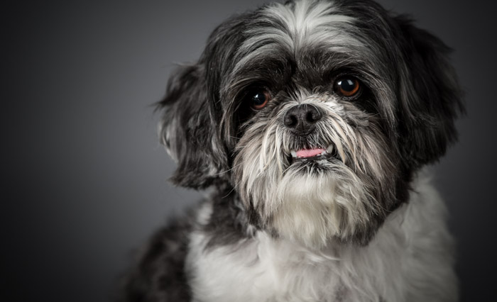 shihtzu studio pet photography