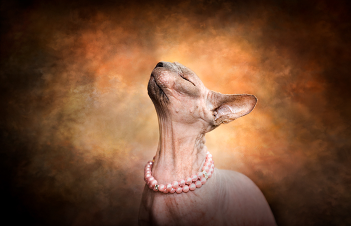 sphynx cat portrait photography