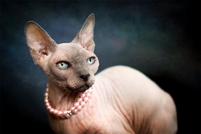 studio sphynx cat photography